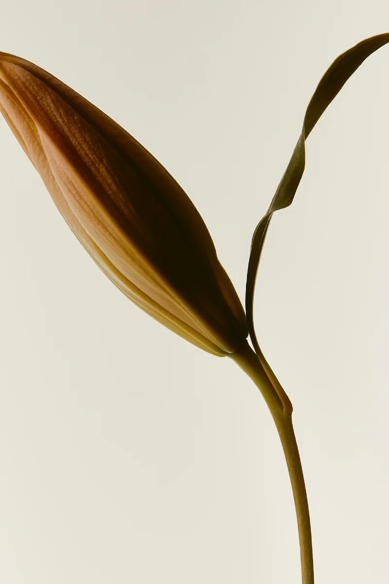 Soft petal texture background