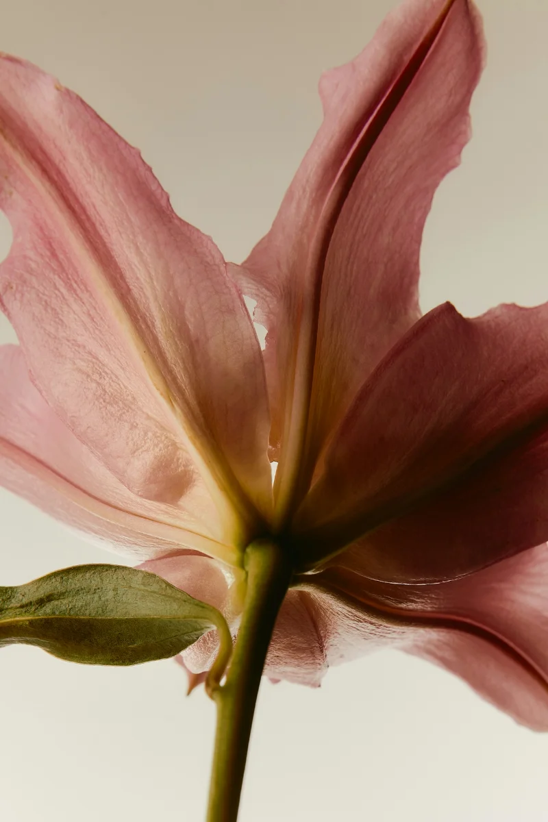 Close-up petal photograph