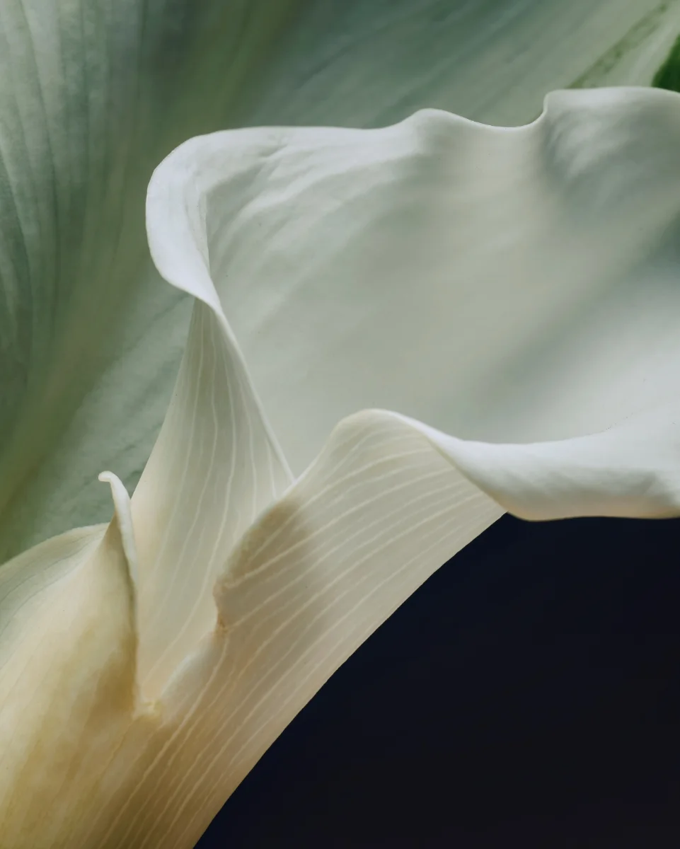 Soft petal photograph